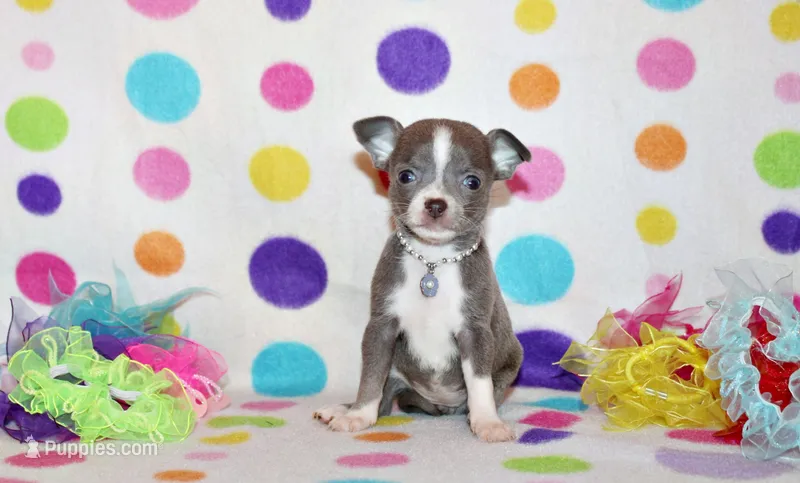 Poppet – Chihuahua puppy for sale in Charleston, AR