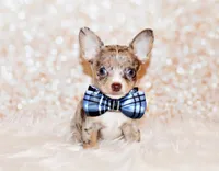 Newt, a male Chihuahua for sale in Charleston, AR – 5 of 5