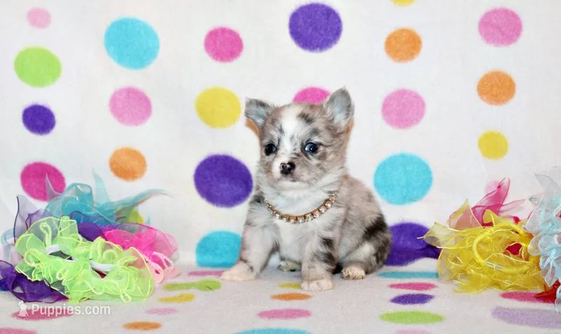 Preston – Chihuahua puppy for sale in Charleston, AR