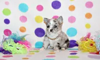 Preston, a male Chihuahua for sale in Charleston, AR – 1 of 2
