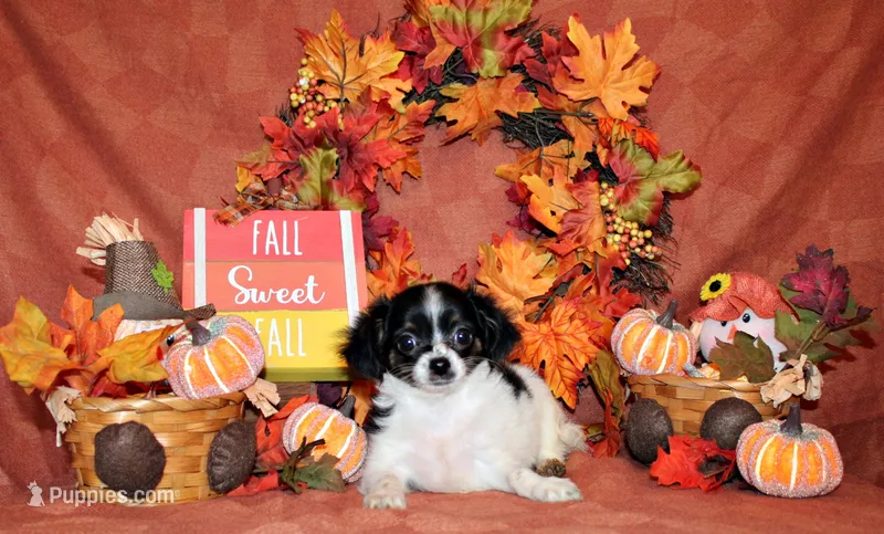 Nevan – Chihuahua puppy for sale in Charleston, AR