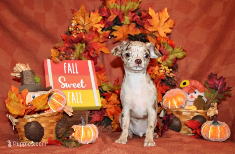 Kairos – Chihuahua puppy for sale in Charleston, AR