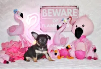 Navy, a male Chihuahua for sale in Charleston, AR – 4 of 5