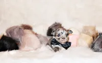 Elgin, a male Chihuahua for sale in Charleston, AR – 3 of 4