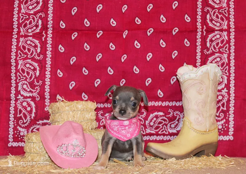 Ysabella – Chihuahua puppy for sale in Charleston, AR