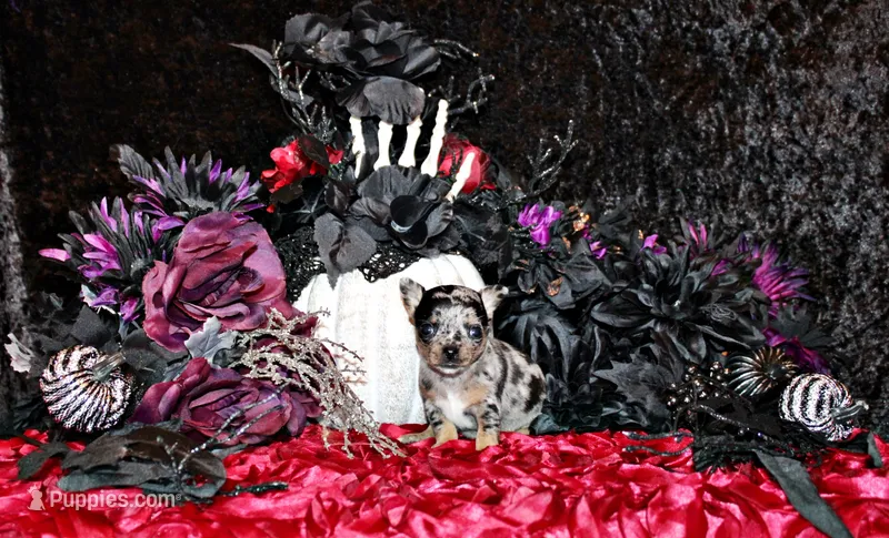 Calico – Chihuahua puppy for sale in Charleston, AR