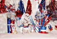Dover, a male Chihuahua for sale in Charleston, AR – 2 of 4