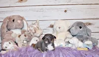Eastwood, a male Chihuahua for sale in Charleston, AR – 4 of 4