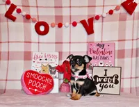 Jenna, a female Chihuahua for sale in Charleston, AR – Photo 2 of 2