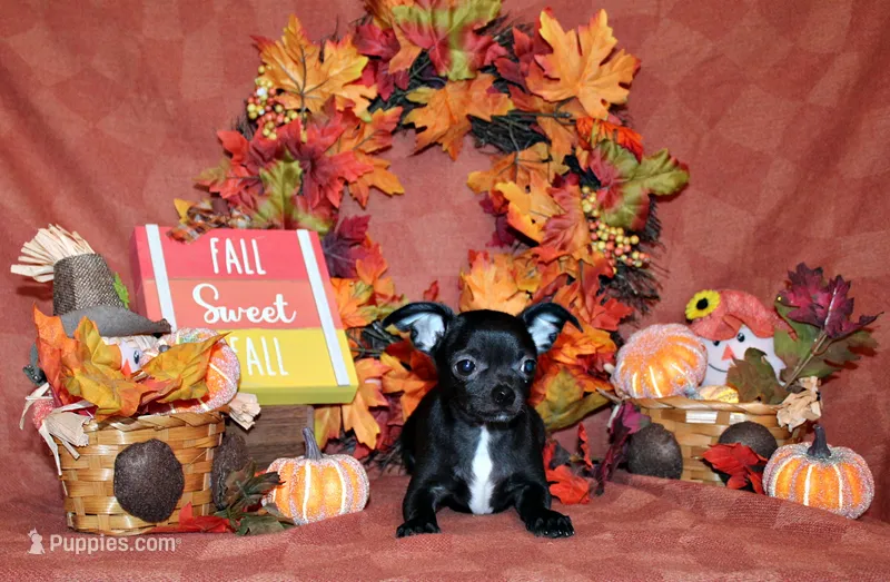 Kincaid – Chihuahua puppy for sale in Charleston, AR