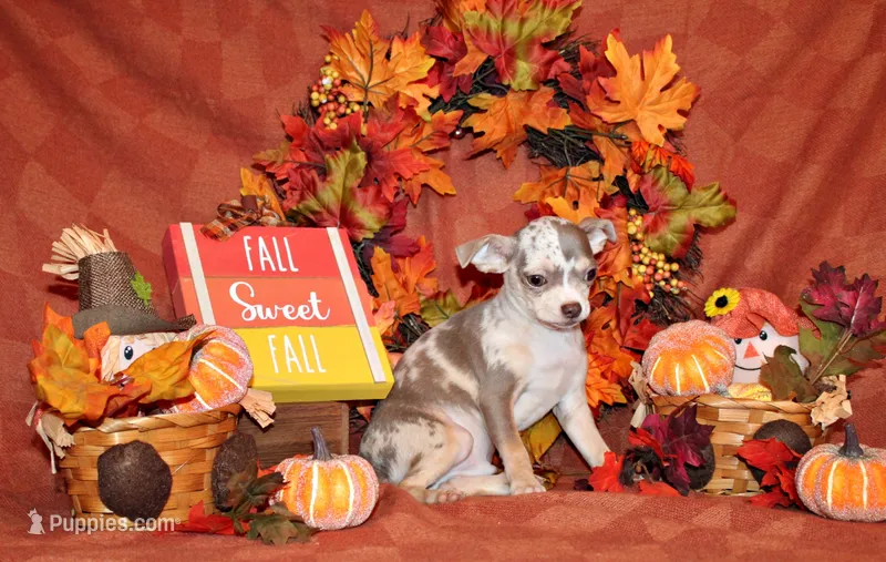 Dover – Chihuahua puppy for sale in Charleston, AR