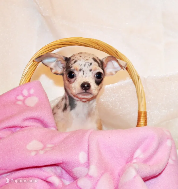 Demi – Chihuahua puppy for sale in Charleston, AR