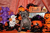 Artemis, a male Chihuahua for sale in Charleston, AR – 3 of 4