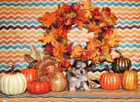 Umi, a female Chihuahua for sale in Charleston, AR – Photo 2 of 2