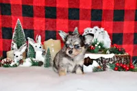 Umi, a female Chihuahua for sale in Charleston, AR – Photo 1 of 2