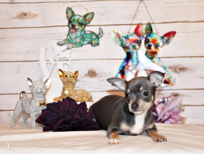 Ysabella – Chihuahua puppy for sale in Charleston, AR