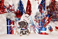 Edgar, a male Chihuahua for sale in Charleston, AR – 2 of 4