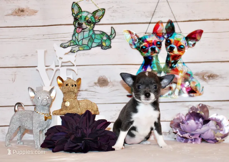Fergie – Chihuahua puppy for sale in Charleston, AR