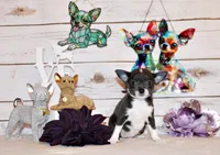 Fergie, a female Chihuahua for sale in Charleston, AR – 1 of 3