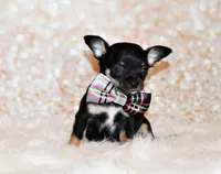 Marty, a male Chihuahua for sale in Charleston, AR – 4 of 5