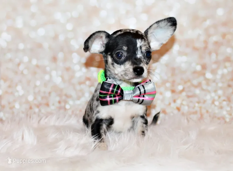 Hawk – Chihuahua puppy for sale in Charleston, AR