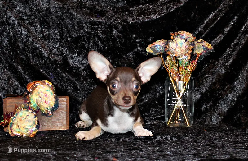Remus – Chihuahua puppy for sale in Charleston, AR