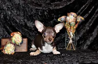Remus, a male Chihuahua for sale in Charleston, AR – 1 of 10