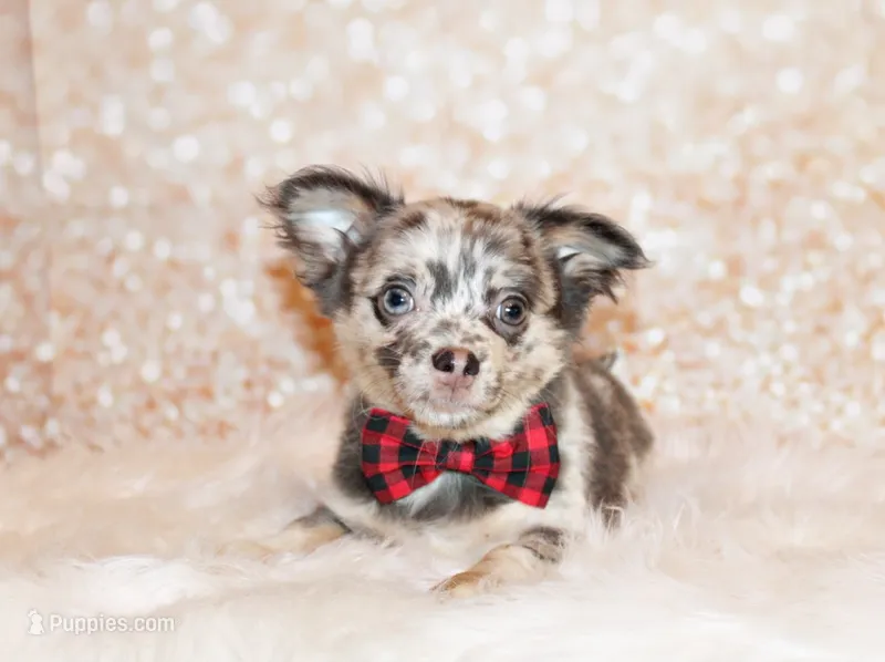 Elgin – Chihuahua puppy for sale in Charleston, AR