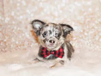 Elgin, a male Chihuahua for sale in Charleston, AR – 2 of 6