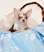 Dover, a male Chihuahua for sale in Charleston, AR – 1 of 6