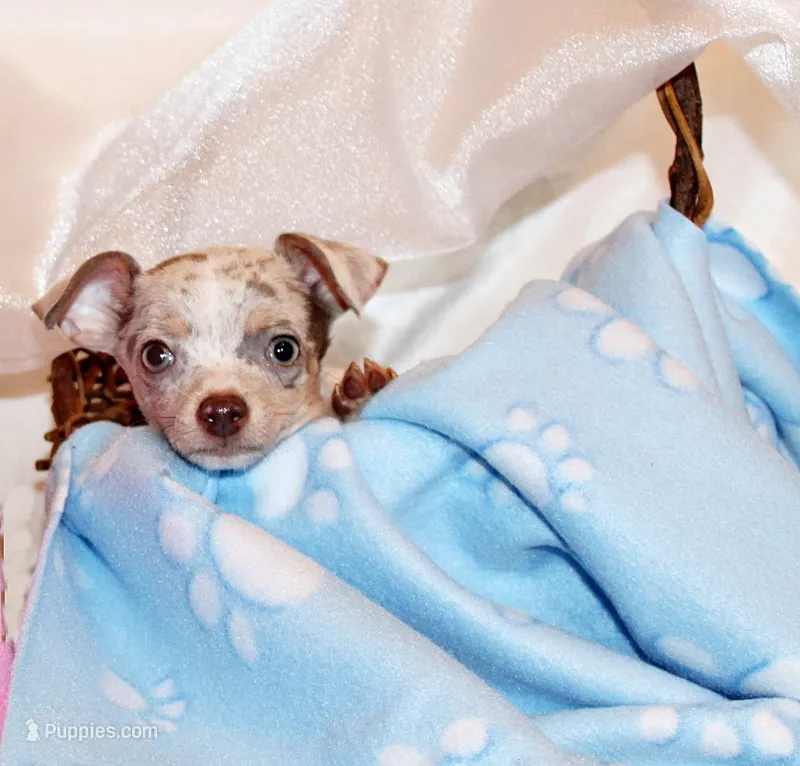 Blakely – Chihuahua puppy for sale in Charleston, AR