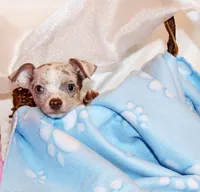 Blakely, a male Chihuahua for sale in Charleston, AR – 1 of 6