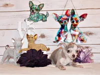 Dodi, a female Chihuahua for sale in Charleston, AR – 3 of 5