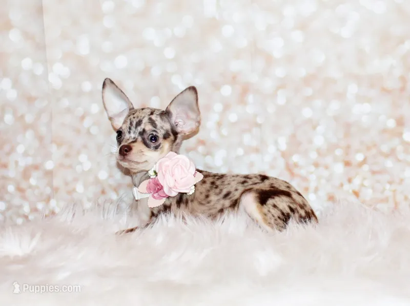 Hazel – Chihuahua puppy for sale in Charleston, AR