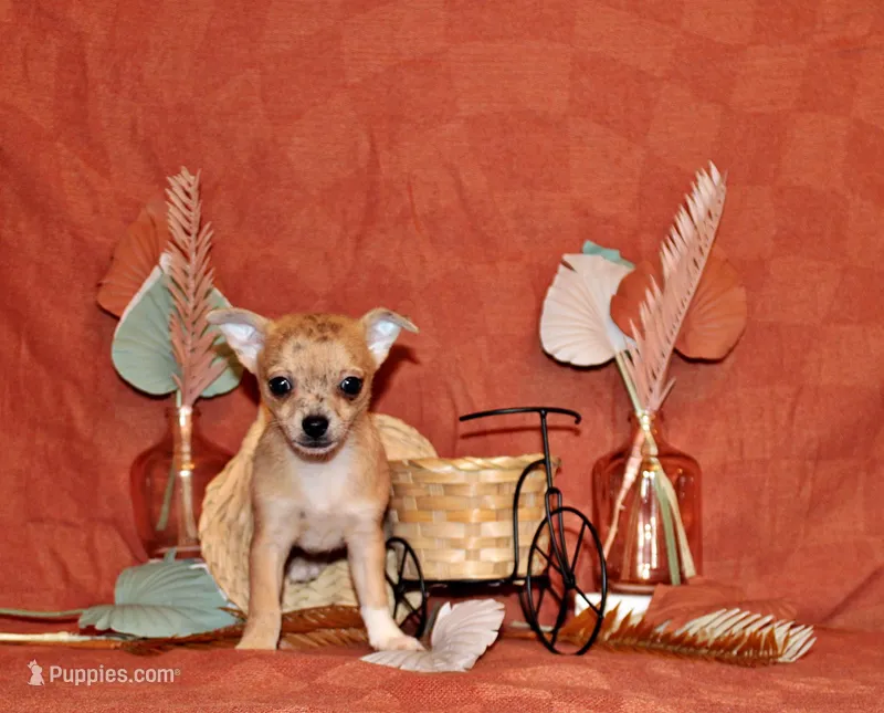 Thaddeus – Chihuahua puppy for sale in Charleston, AR