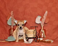 Thaddeus, a male Chihuahua for sale in Charleston, AR – 1 of 7