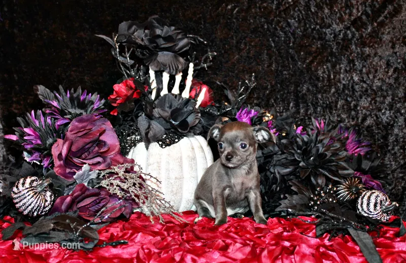 Adelynn – Chihuahua puppy for sale in Charleston, AR