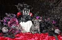 Adelynn, a female Chihuahua for sale in Charleston, AR – 1 of 4