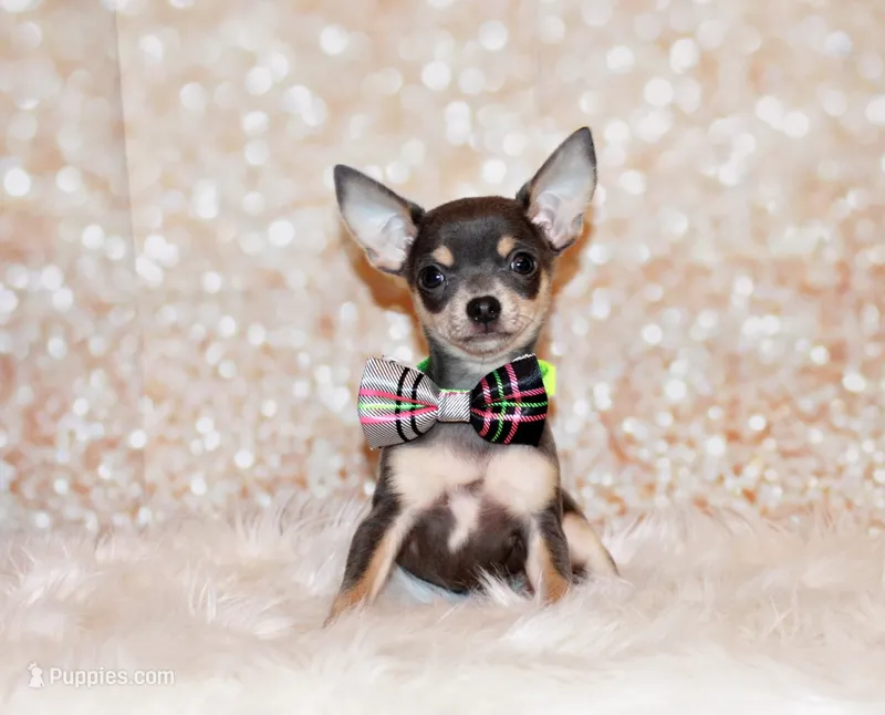 Zaire – Chihuahua puppy for sale in Charleston, AR