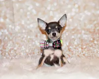 Zaire, a male Chihuahua for sale in Charleston, AR – 1 of 2