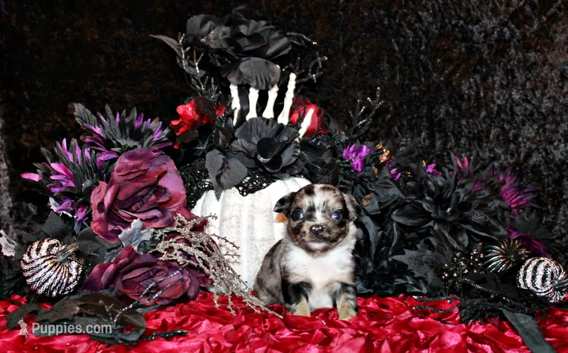 Crush – Chihuahua puppy for sale in Charleston, AR