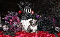 Crush, a male Chihuahua for sale in Charleston, AR – 1 of 1