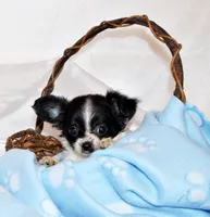 Nevan, a male Chihuahua for sale in Charleston, AR – 3 of 5