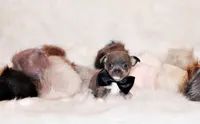 Eastwood, a male Chihuahua for sale in Charleston, AR – 3 of 4