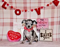 Dawson, a male Chihuahua for sale in Charleston, AR – Photo 6 of 6