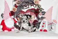 Dawson, a male Chihuahua for sale in Charleston, AR – Photo 1 of 6