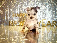 Dawson, a male Chihuahua for sale in Charleston, AR – Photo 5 of 6