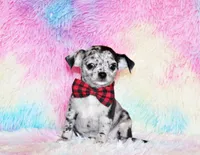 Dawson, a male Chihuahua for sale in Charleston, AR – Photo 3 of 6