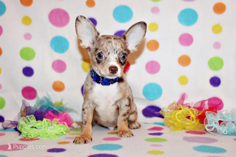 Newt – Chihuahua puppy for sale in Charleston, AR