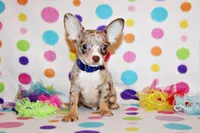 Newt, a male Chihuahua for sale in Charleston, AR – 1 of 5